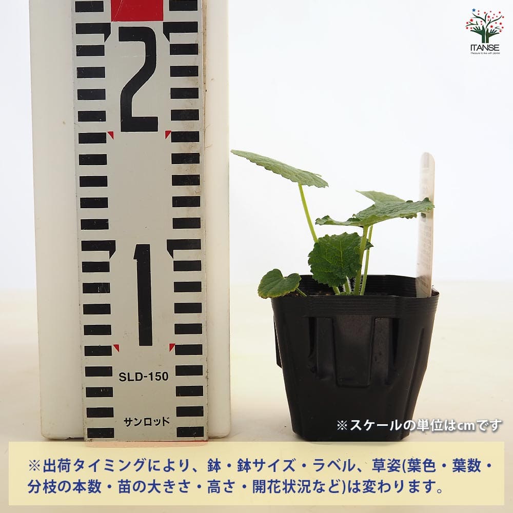 ホリホック チャーターズダブル ピーチドリーム 【花苗 3号 ホリホック チャーターズダブル ピーチドリーム 【花苗 3号