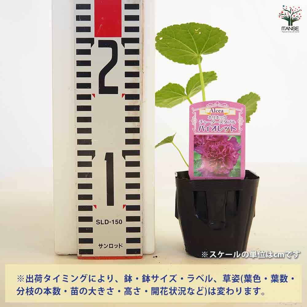 ホリホック チャーターズダブル バイオレット 【花苗 3号】｜ 【植物の