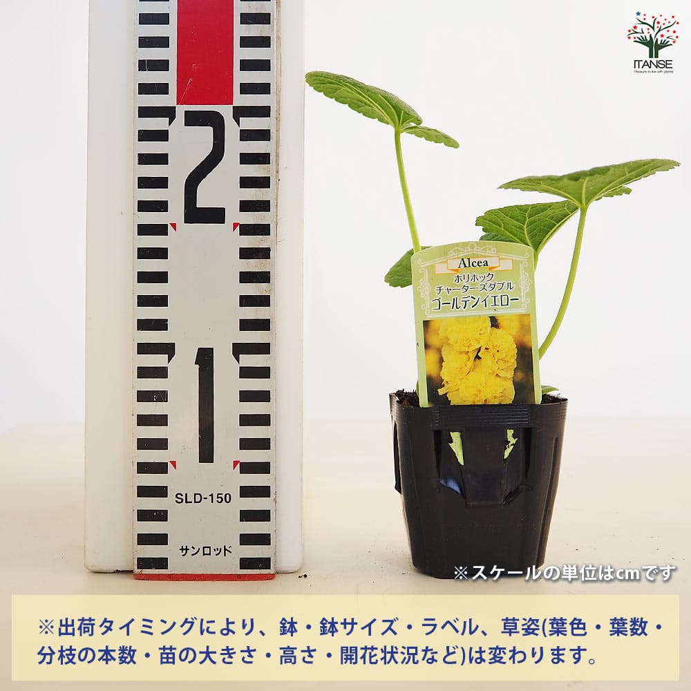 ホリホック チャーターズダブル ゴールデンイエロー 【花苗 3号