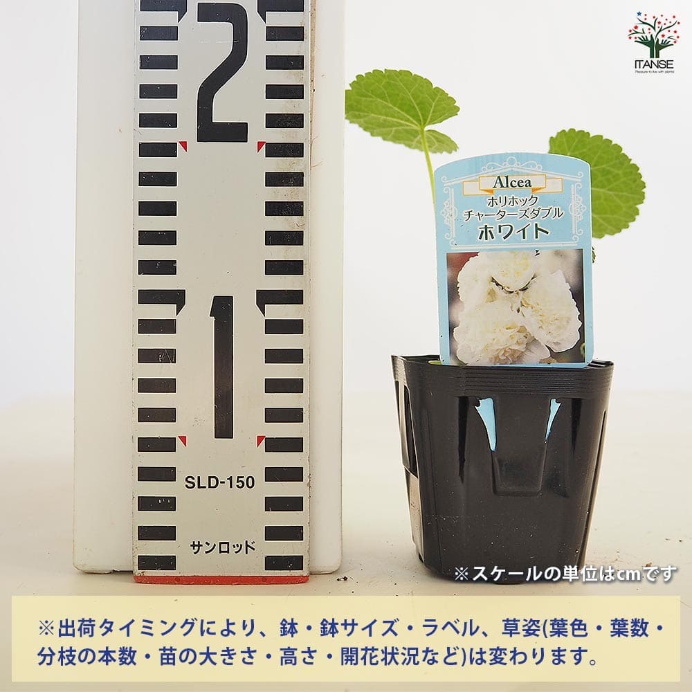 ホリホック チャーターズダブル ホワイト 【花苗 3号】｜ 【植物の