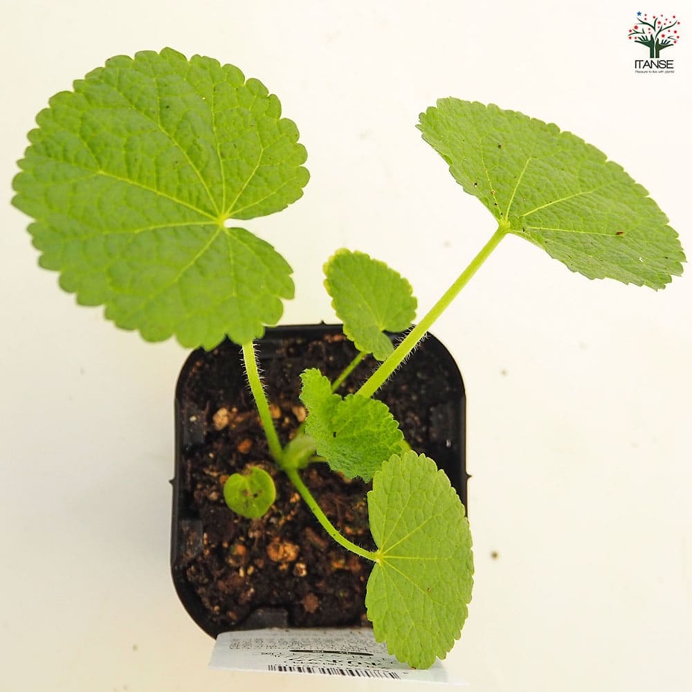ホリホック チャーターズダブル ホワイト 【花苗 3号】｜ 【植物の