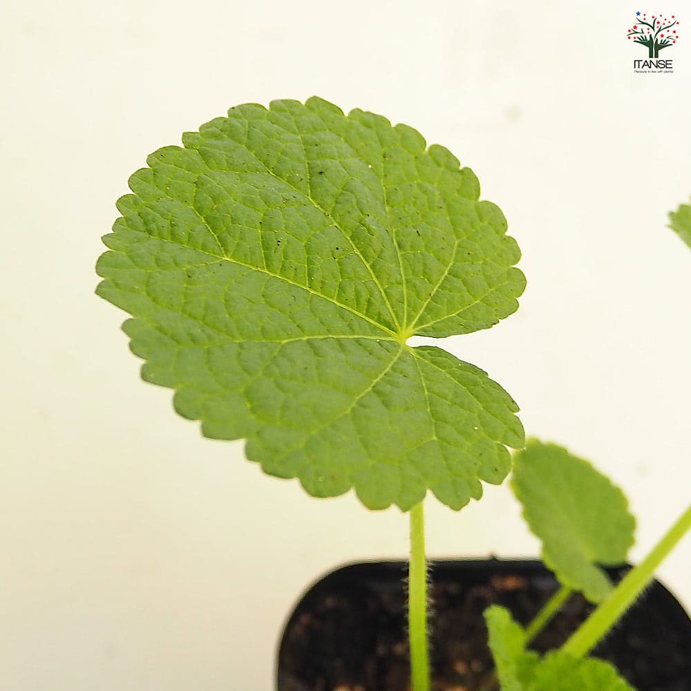 ホリホック チャーターズダブル ホワイト 【花苗 3号】｜ 【植物の