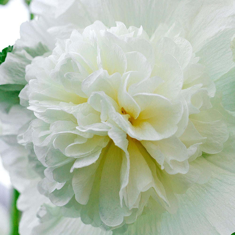 ホリホック チャーターズダブル ホワイト 【花苗 3号】｜ 【植物の