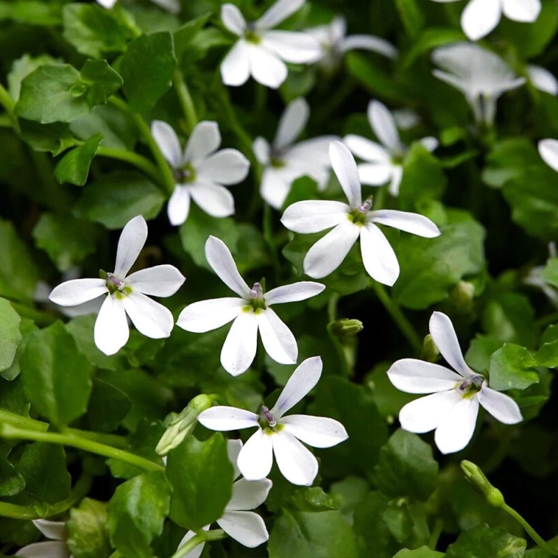 再生工房コフジ園芸さん専用紅あずまの苗 再生工房コフジ園芸さん専用紅あずまの苗 再生工房コフジ園芸さん専用