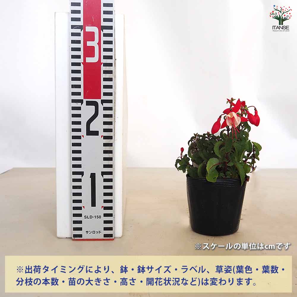 フクシア バレリーナ 品種MIX見計らい 【花苗 3.5号】｜ 【植物の