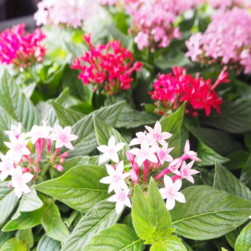 多肉植物 桜吹雪【多肉植物 2.5～3号】｜ 【植物のITANSE】全品