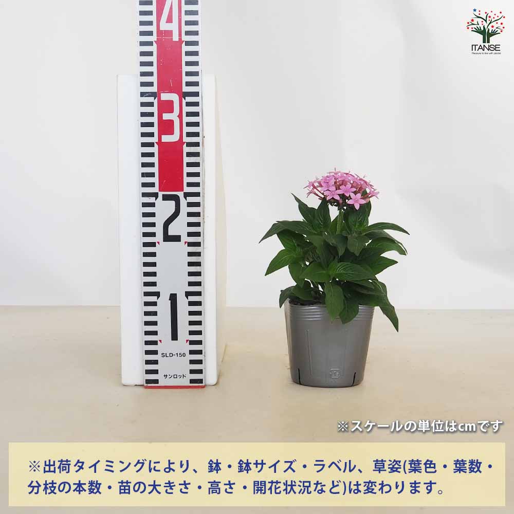 追加商品画像