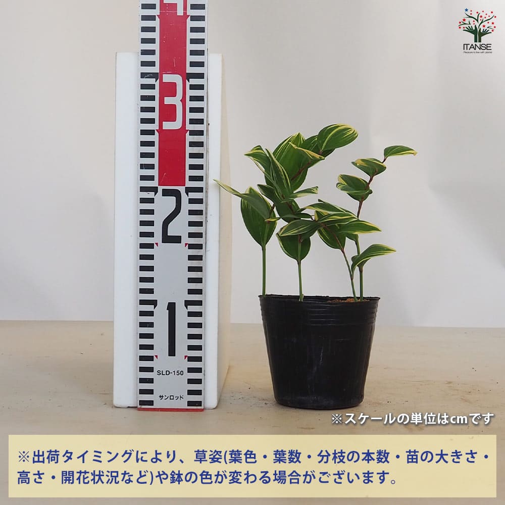 ナルコユリの苗 15株