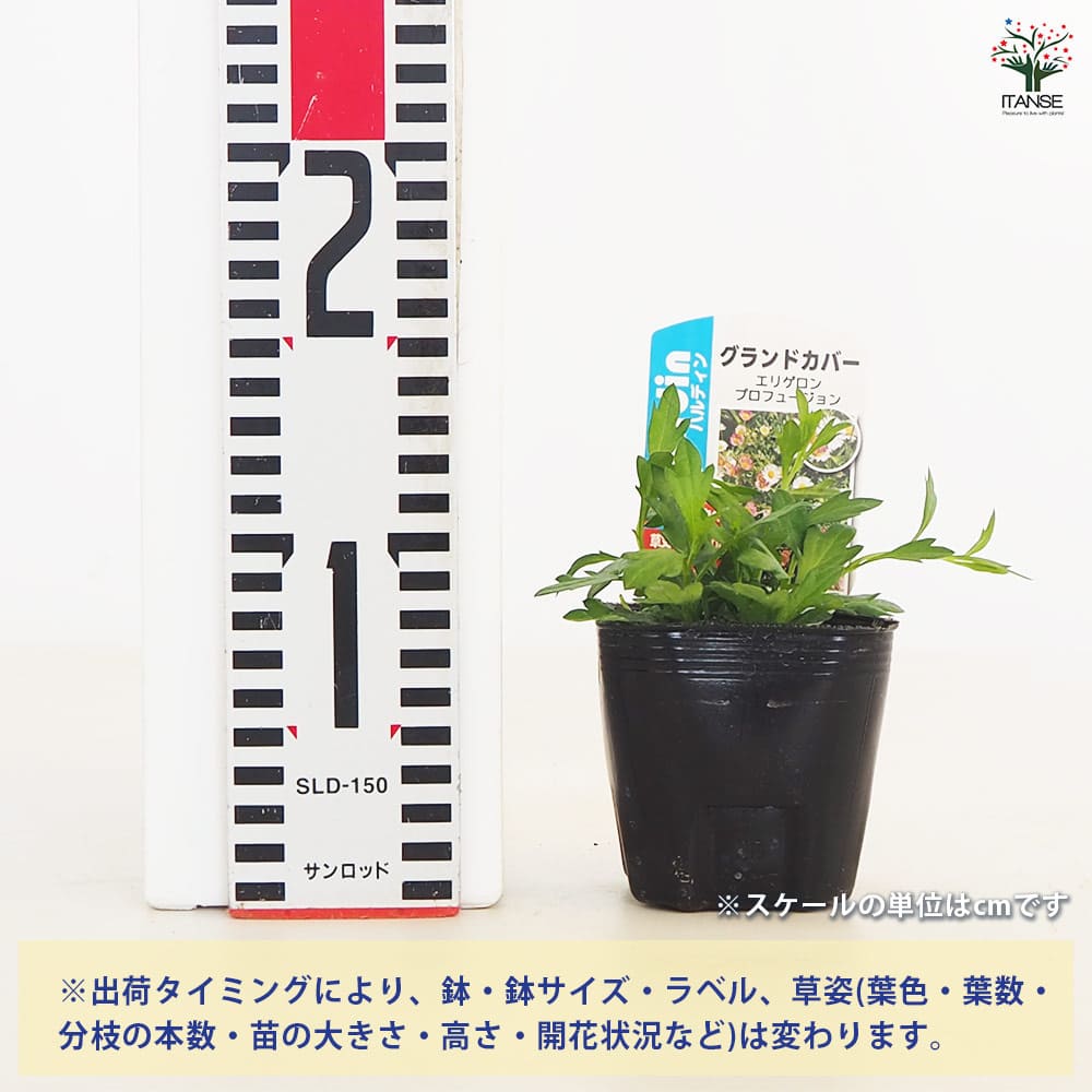 エリゲロン プロフュージョン2個～ 【花木苗 3号】｜ 【植物の
