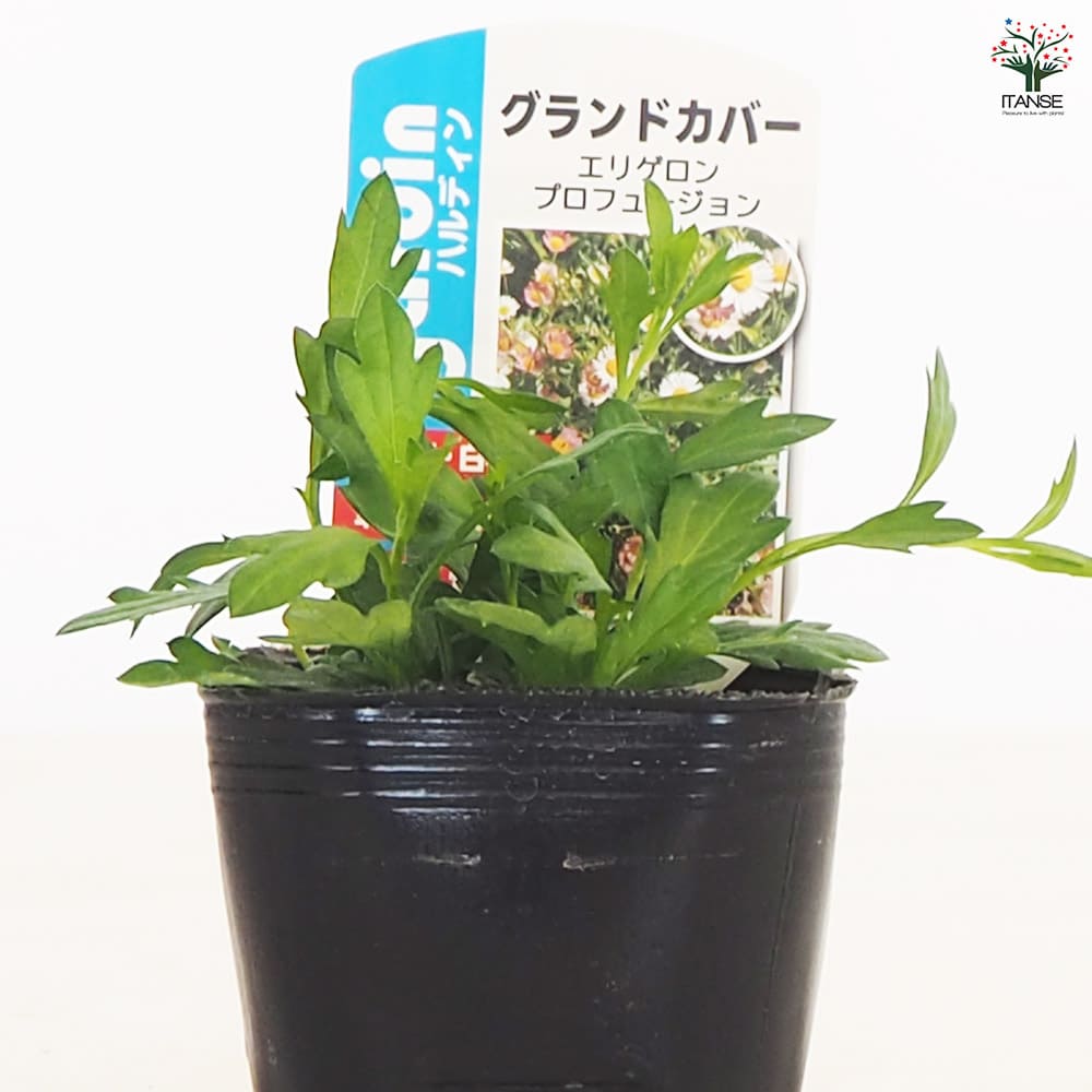 エリゲロン プロフュージョン2個～ 【花木苗 3号】｜ 【植物の