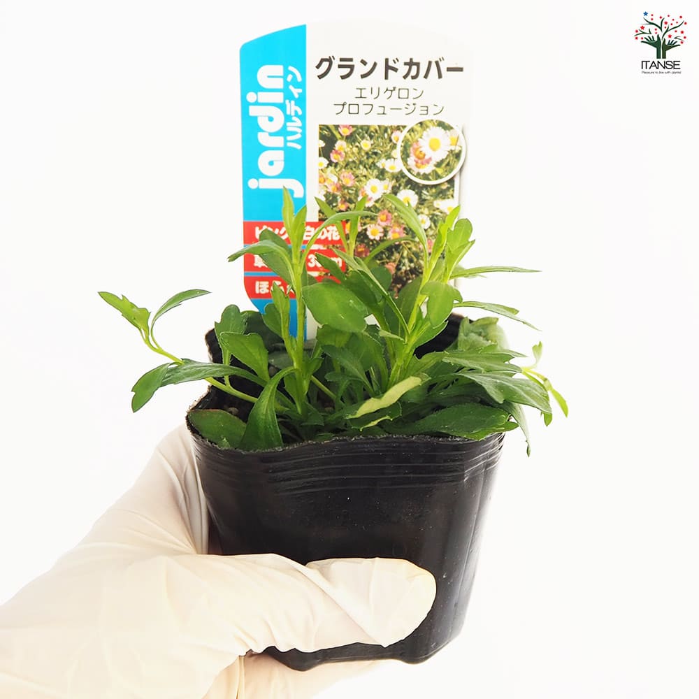 エリゲロン プロフュージョン2個～ 【花木苗 3号】｜ 【植物の
