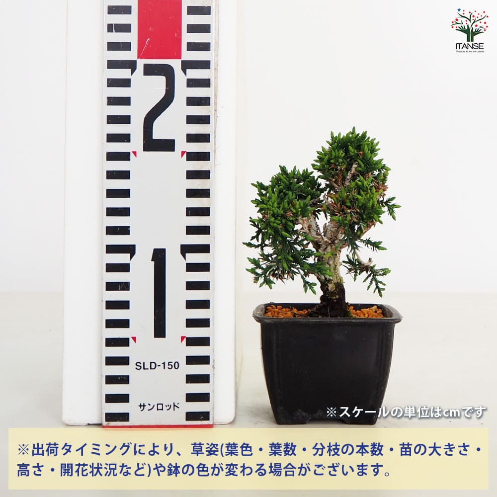 シンパク 【盆栽 3号】｜ 【植物のITANSE】全品送料無料