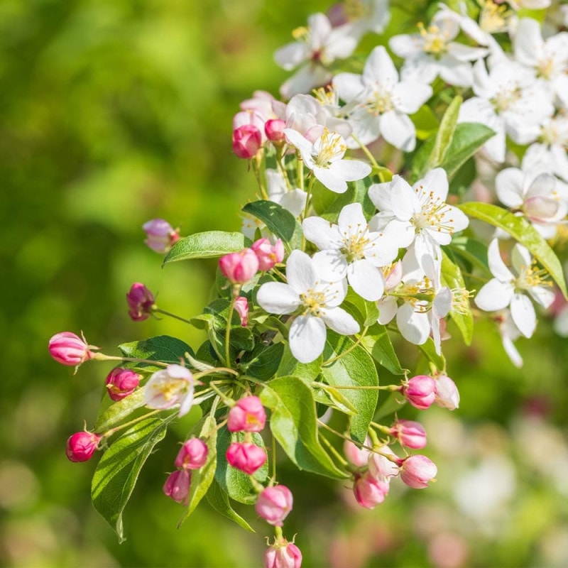 オリエンタルポピー チェッカーズ 【花苗 3.5号ポット】｜ 【植物の