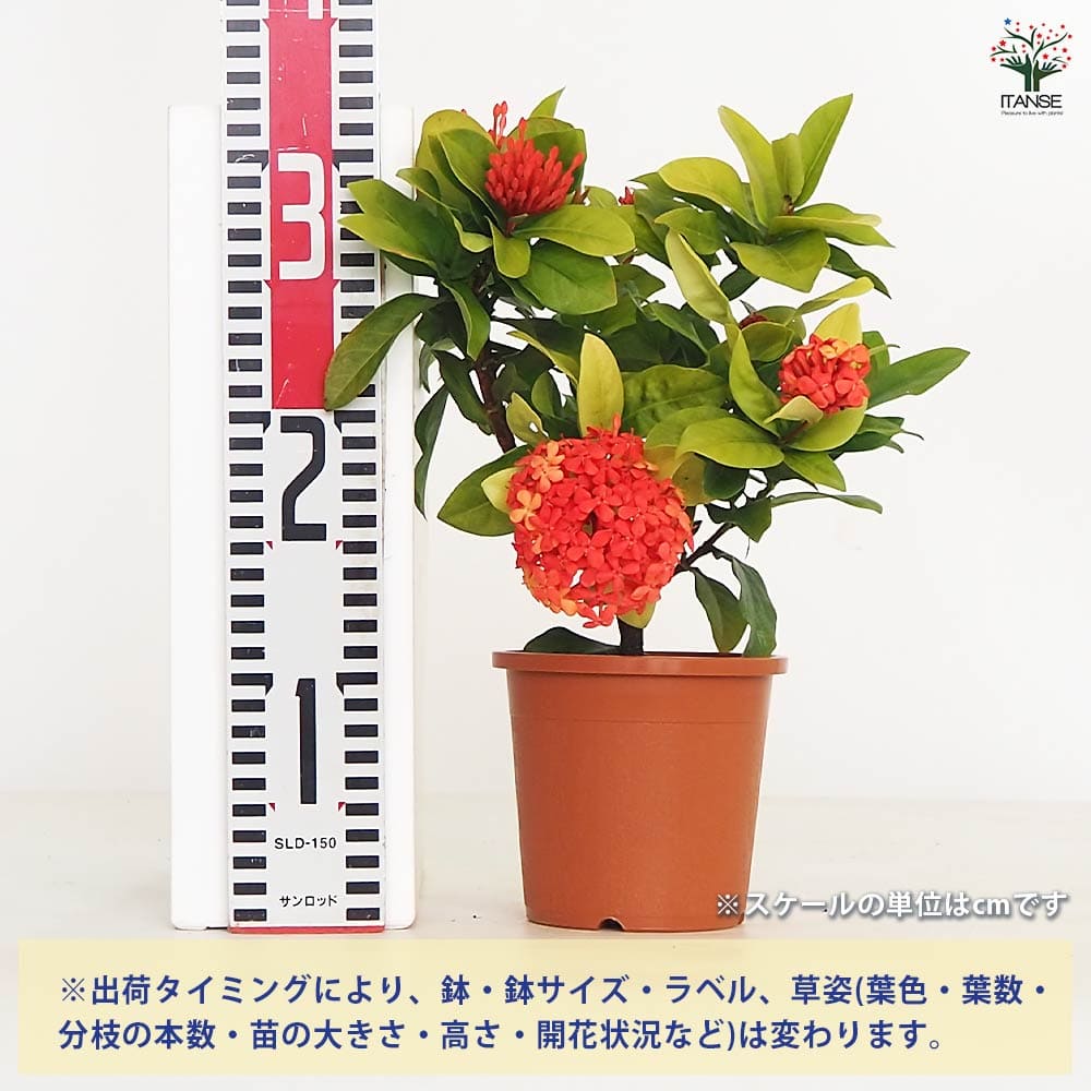 サンタンカ 【花木苗 4号】｜ 【植物のITANSE】全品送料無料・即