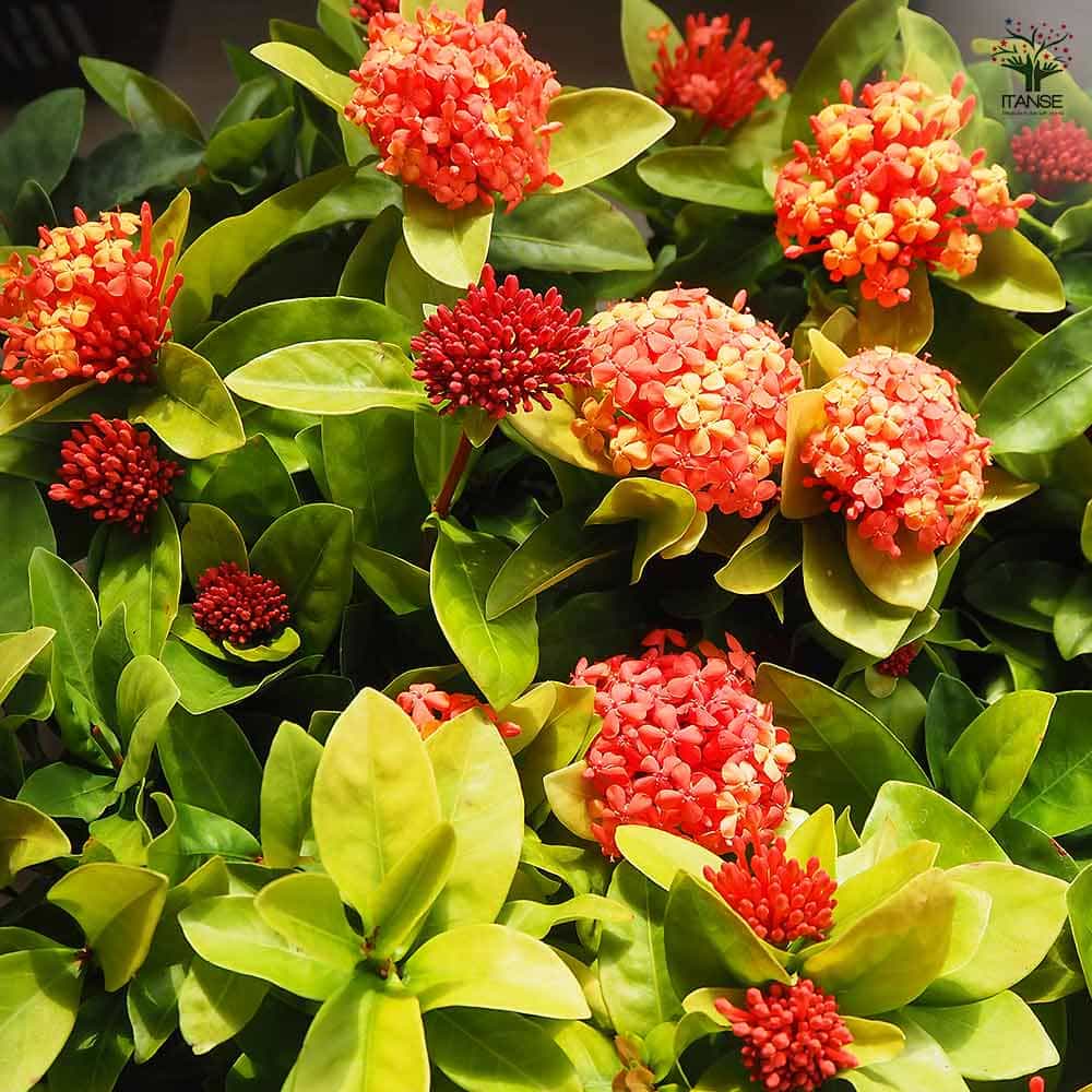 サンダンカ　盆栽 サンタンカ 【花木苗 4号】｜ 【植物のITANSE】全品送料無料・即