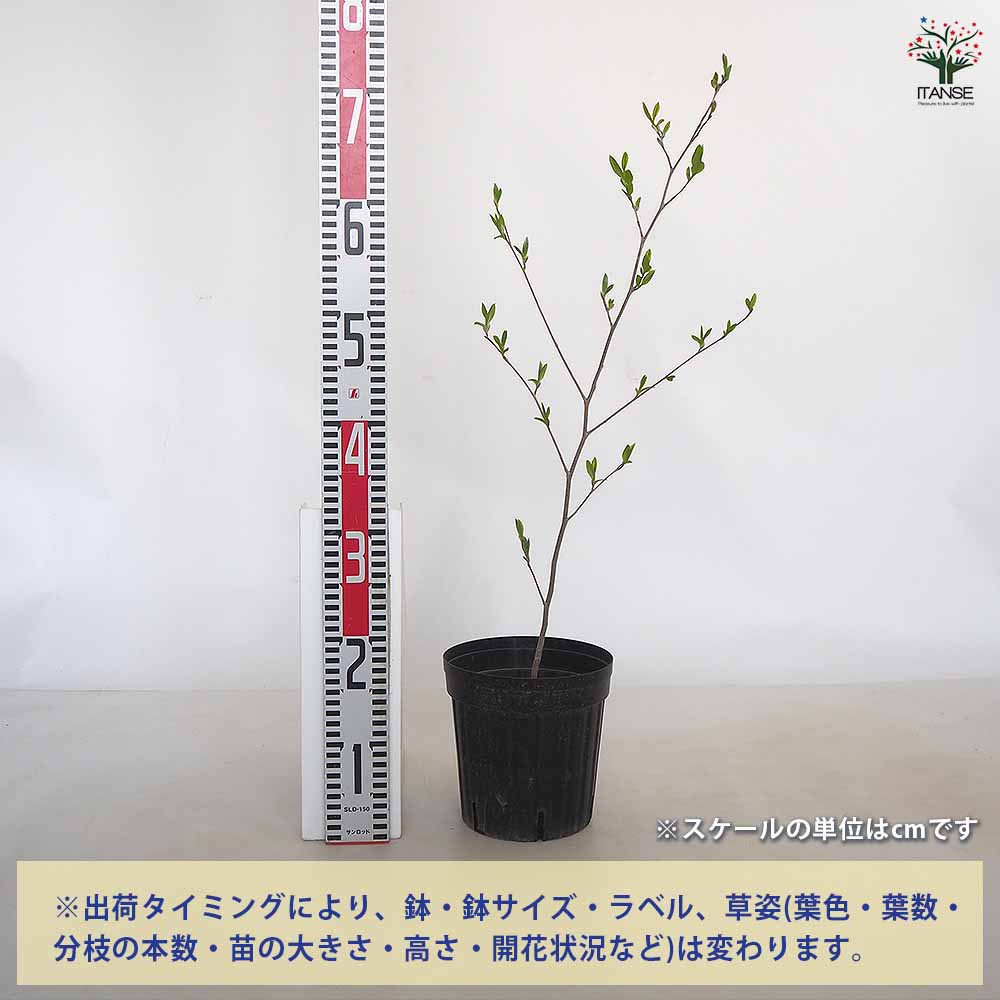 夏椿(シャラノキ) 【花木苗 6号／1個売り】｜ 【植物のITANSE