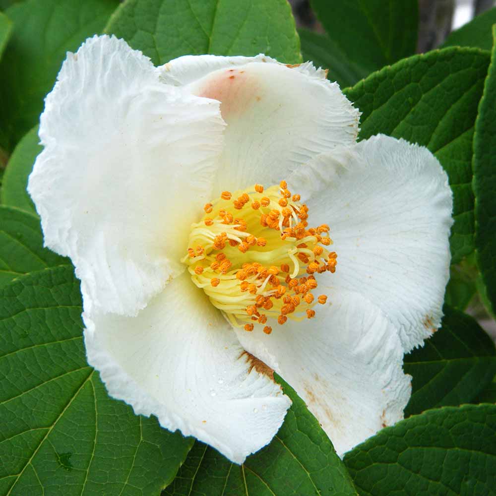 夏椿(シャラノキ) 【花木苗 6号／1個売り】｜ 【植物のITANSE