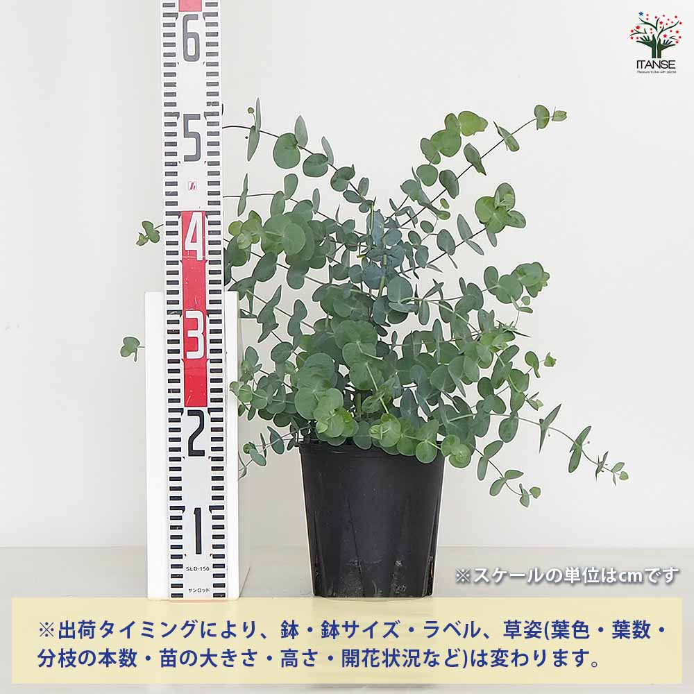 ユーカリ シネレア 【花木苗 5.5号/1個売り】| 【植物の ユーカリ シネレア 【花木苗 5.5号/1個売り】| 【植物の