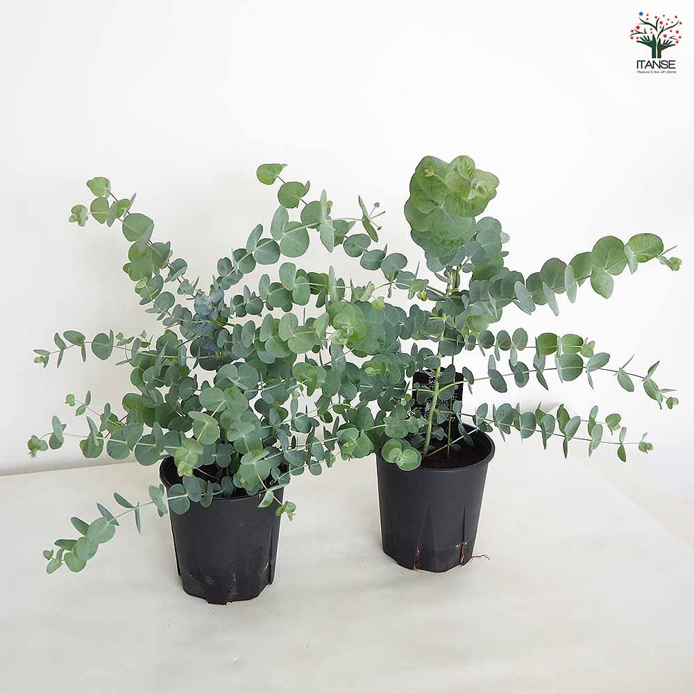 ユーカリ シネレア 【花木苗 5.5号／1個売り】｜ 【植物の