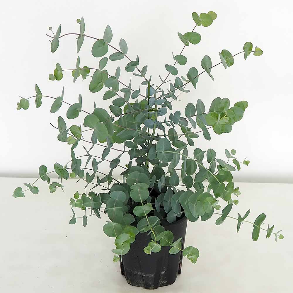 ユーカリ シネレア 【花木苗 5.5号／1個売り】｜ 【植物の