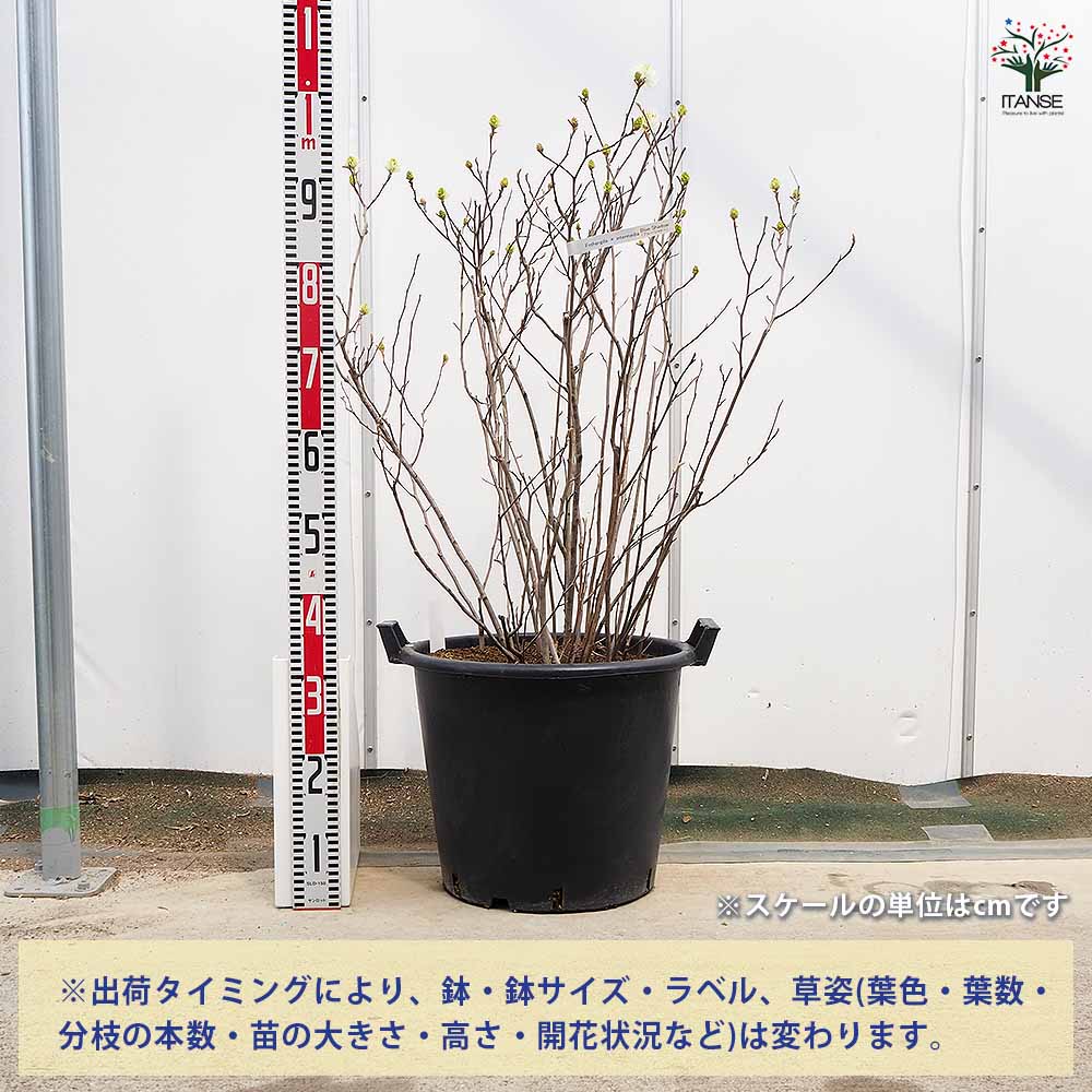 フォッサギラ ブルーシャドウ(万作) 【花木苗 13号／1個売り