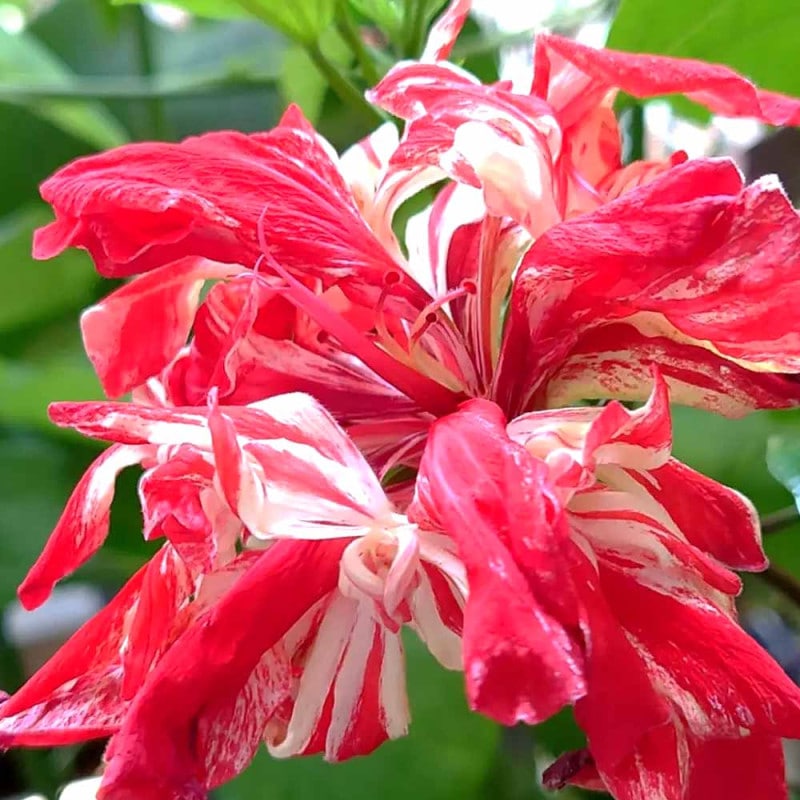 プルメリア苗木 ピンク 【花木苗 3.5号】｜ 【植物のITANSE