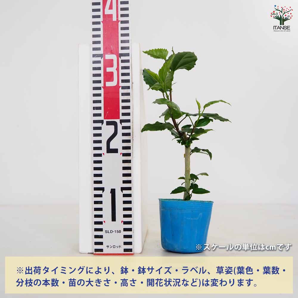 ハイビスカス ハワイアンフラッグ 【花木苗 3号】｜ 【植物の