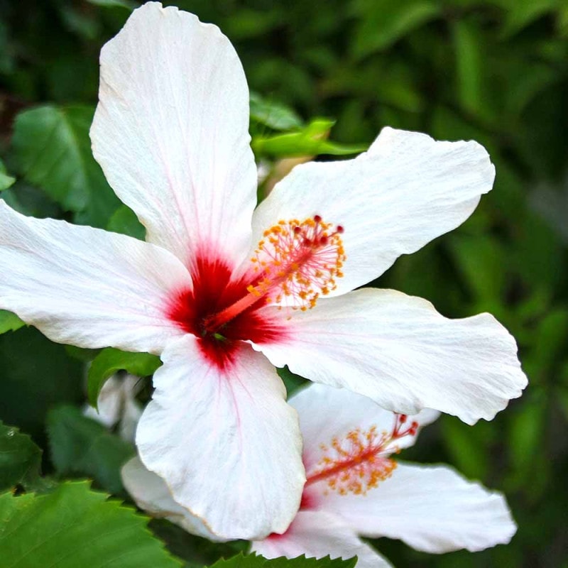 接木　フェイジョア　カカポ 楽天市場】【フェイジョア】 アポロ 接ぎ木苗 高さ1.2m～1.6m