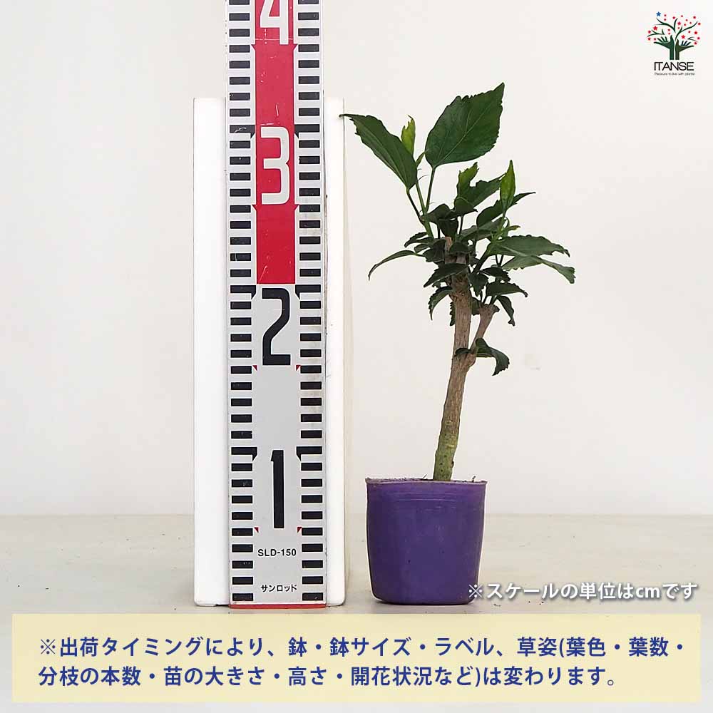 ハイビスカス マダムペレ 【花木苗 3号】｜ 【植物のITANSE