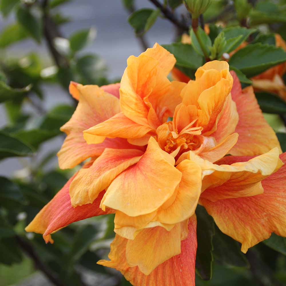 ハイビスカス マダムペレ 【花木苗 3号】