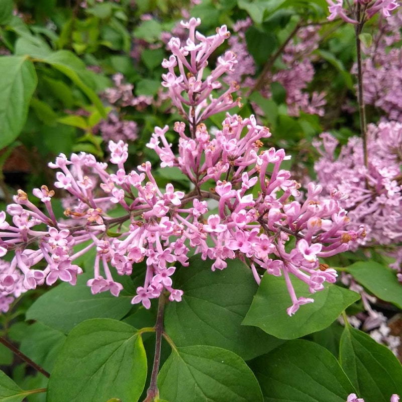 はすいも(りゅうきゅう) 2個～【野菜の苗 9cmポット】｜ 【植物の