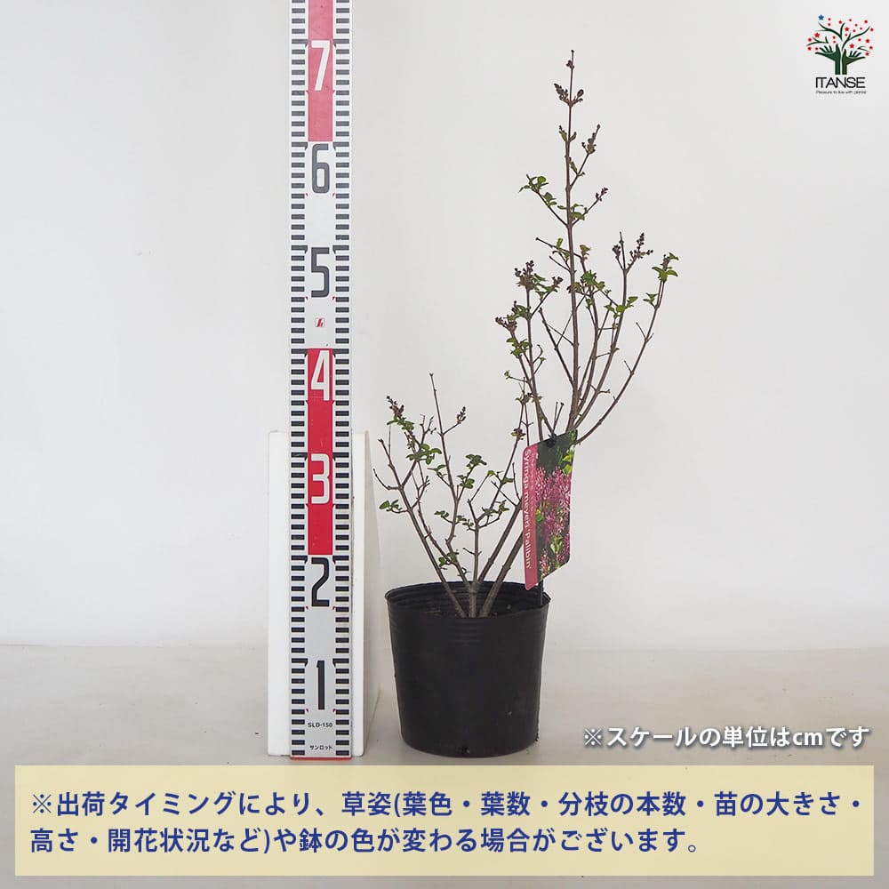 ヒメライラック パリビン 【花木苗 6号/1個売り】| 【植物の ヒメライラック パリビン 【花木苗 6号/1個売り】| 【植物の