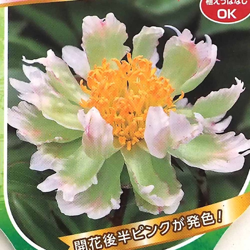 ピセア プンゲンス ホプシー 【花木苗 8号／1個売り】｜ 【植物の