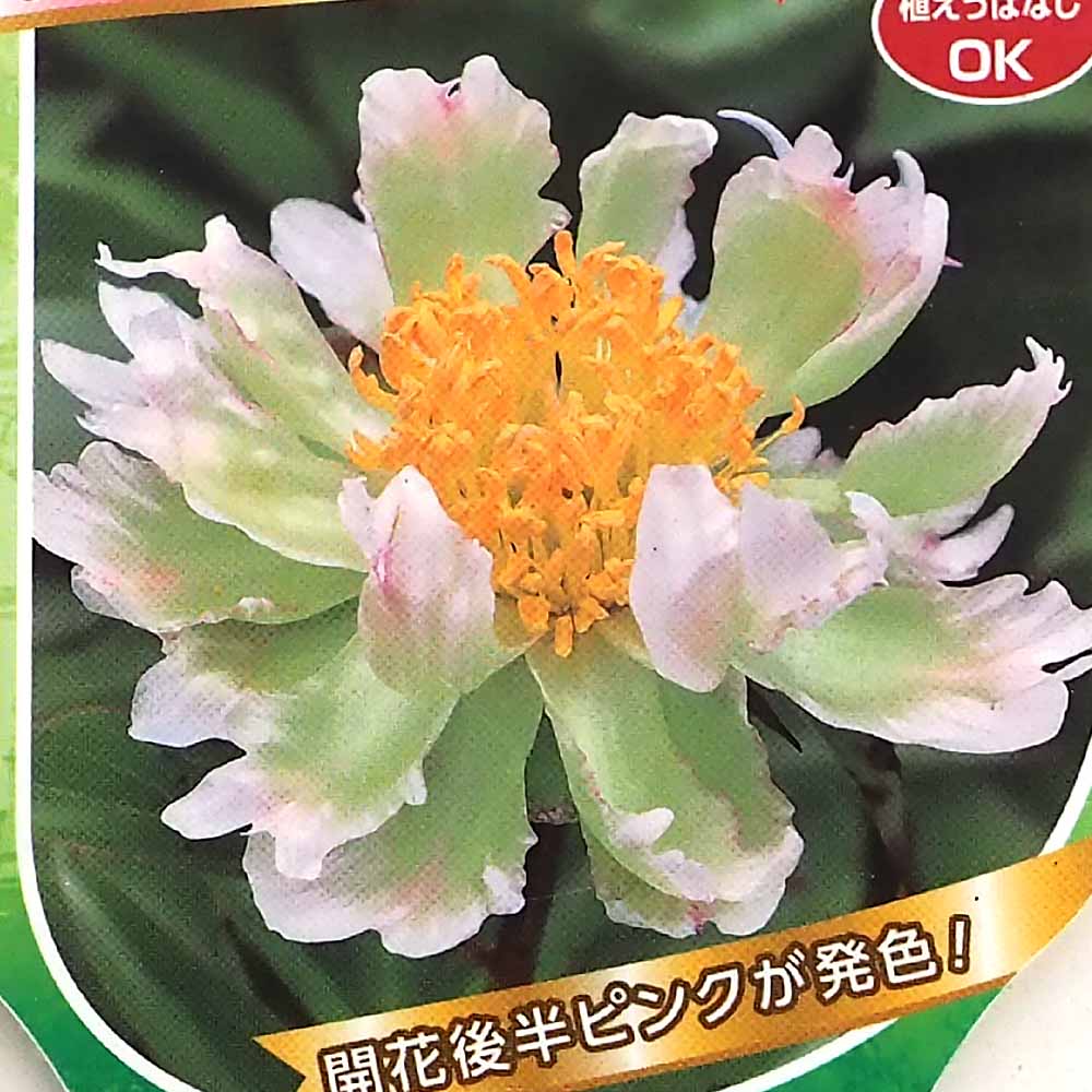 シャクヤク・芍薬｜【植物のITANSE】全品送料無料・即出荷!