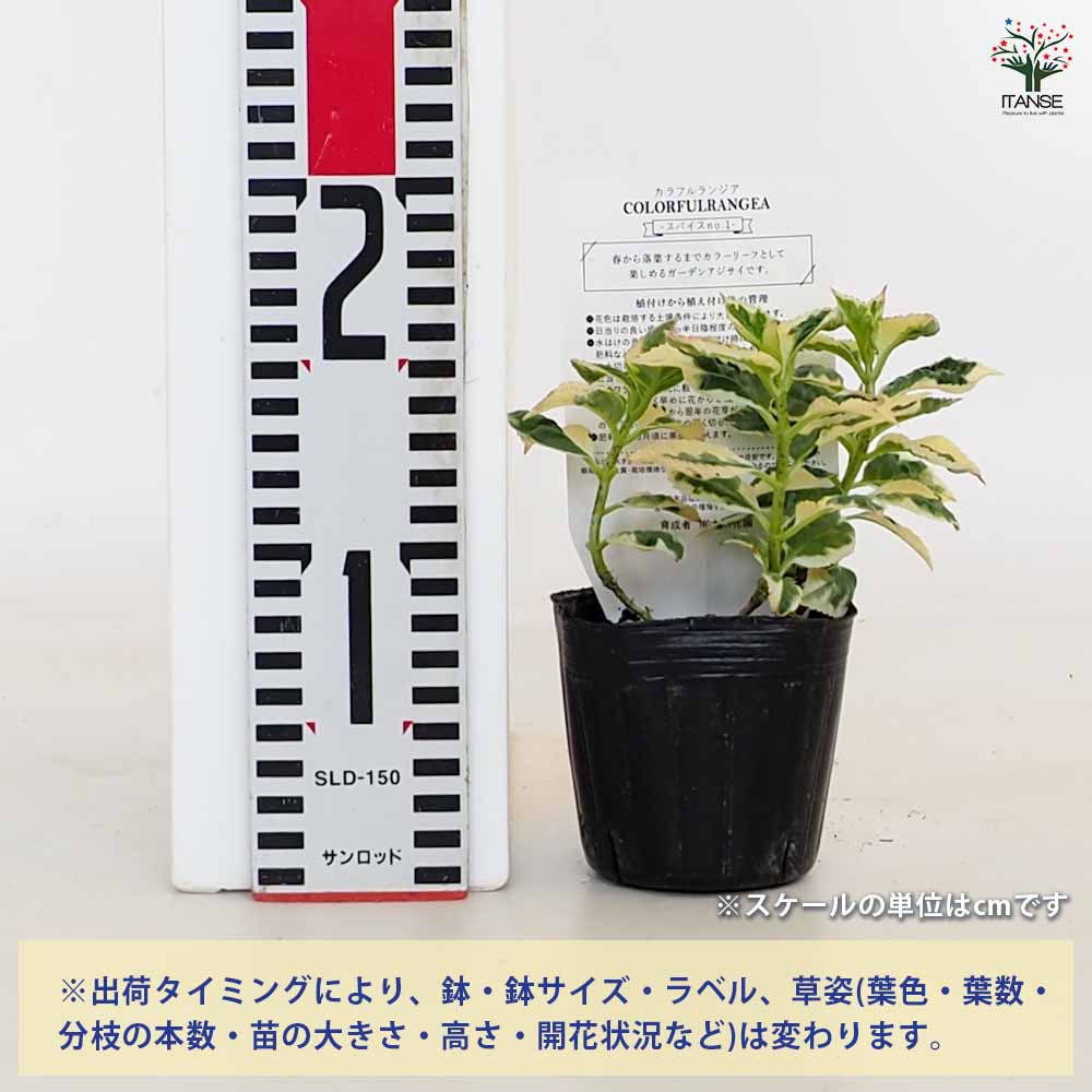 アジサイ カラフルランジア スパイス[No1] 【花木苗 3号】｜ 【植物の
