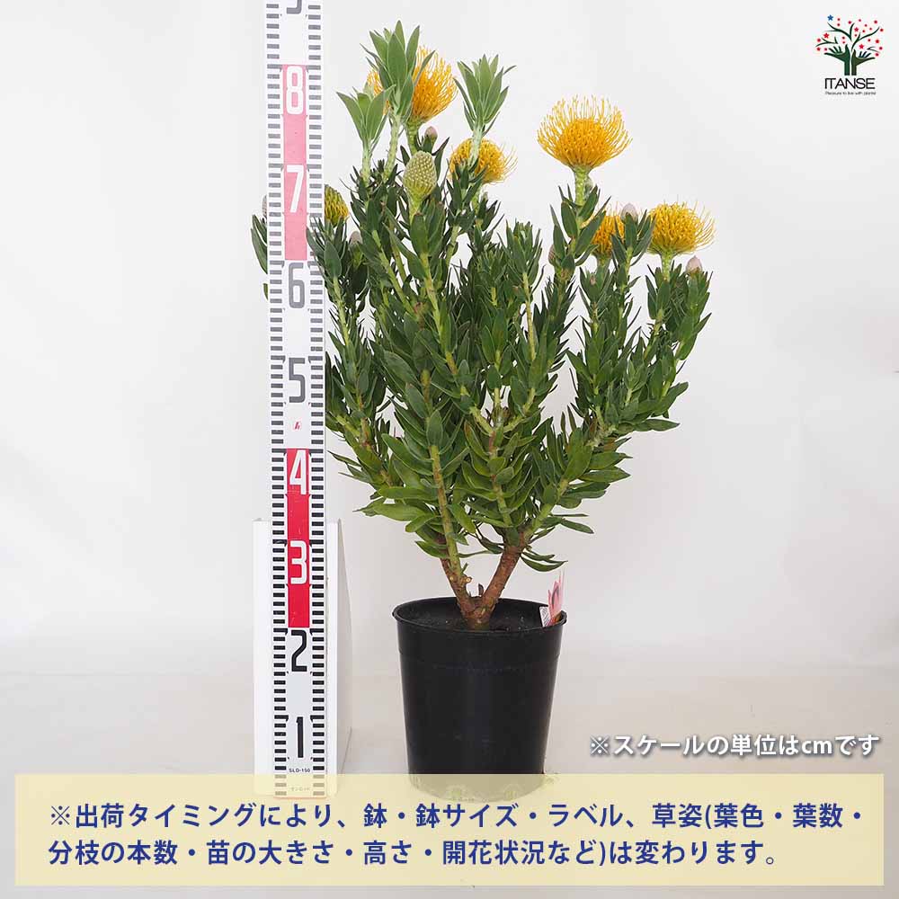 リューコスペルマム カーニバルイエロー　大株 リューコスペルマム：カーニバルイエロー 5号鉢植え の通販