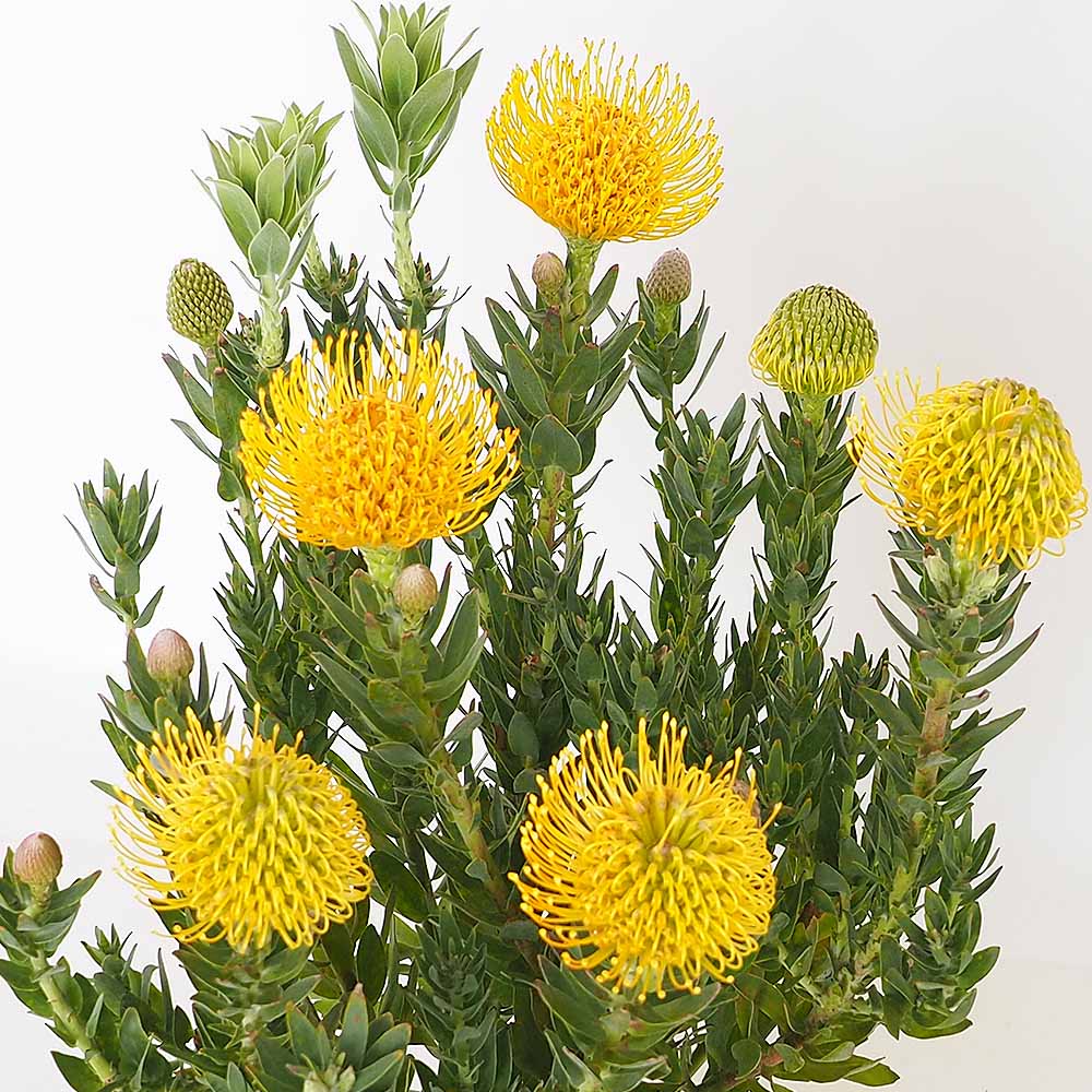 リューコスペルマム カーニバルイエロー　大株 リューコスペルマム カーニバルイエロー 【花木苗 7号／1個売り