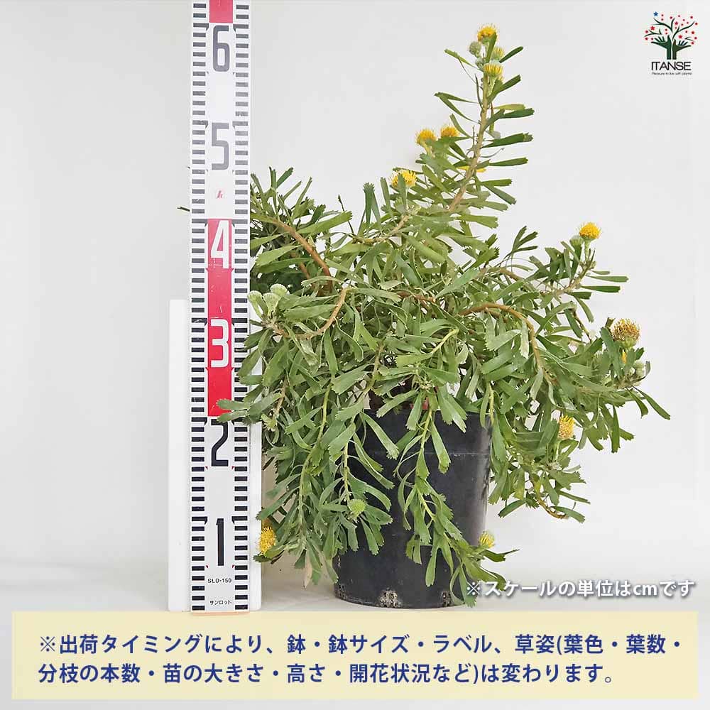 リューコスペルマム カリプソゴールド 【花木苗 7号／1個売り