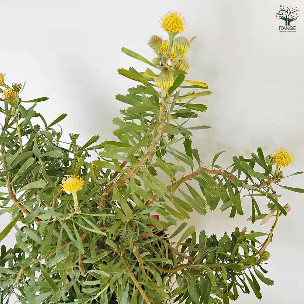 リューコスペルマム カリプソゴールド 【花木苗 7号／1個売り