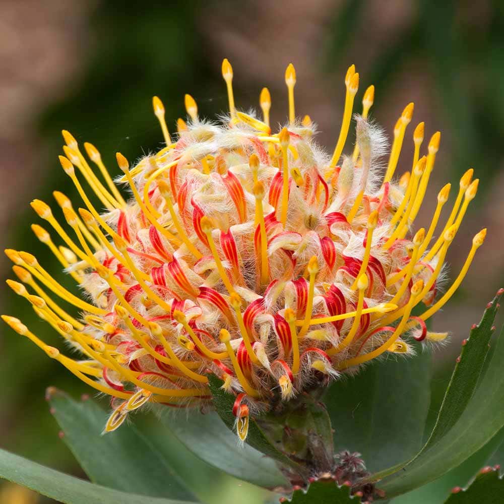 リューコスペルマム カリプソゴールド 【花木苗 7号／1個売り