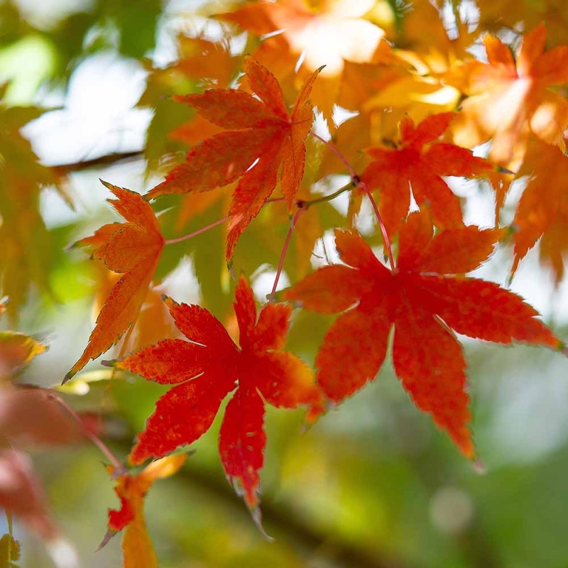 モミジ(カエデ)の苗木 【花木苗 3号】｜ 【植物のITANSE