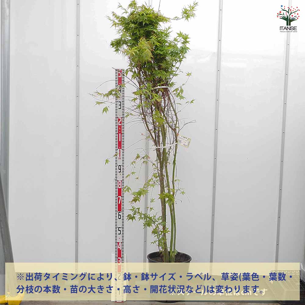 イロハモミジ 【花木苗 8号／1個売り】｜ 【植物のITANSE】全品