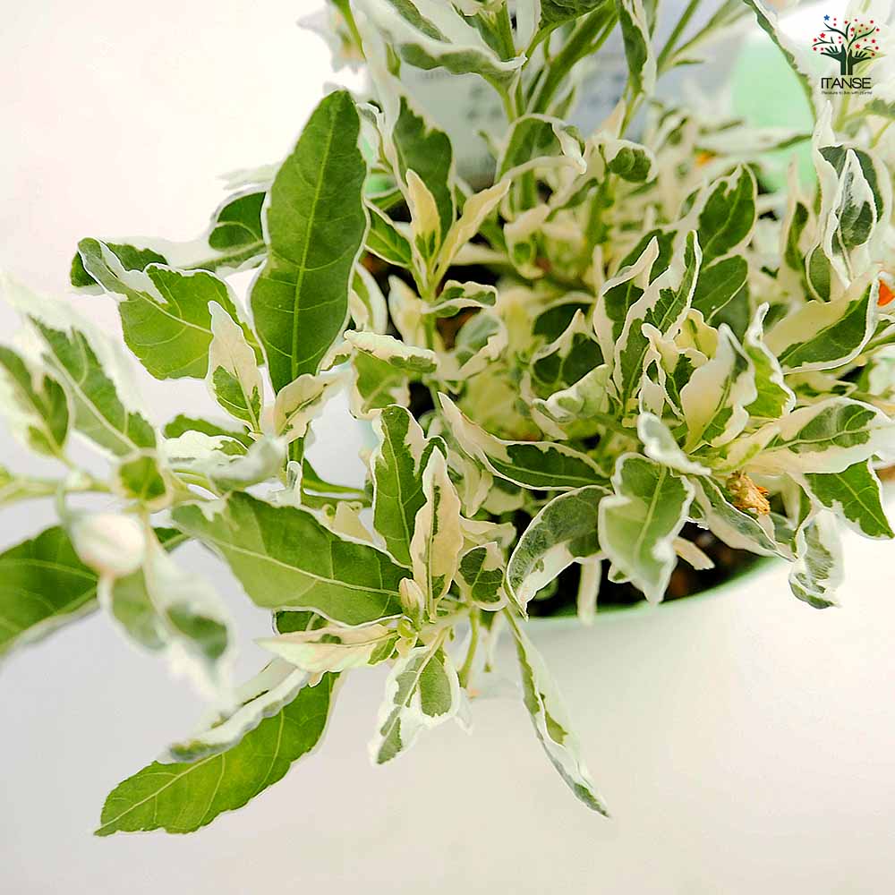 ソラナム スノーサンゴ 【花木苗 3.5号】｜ 【植物のITANSE