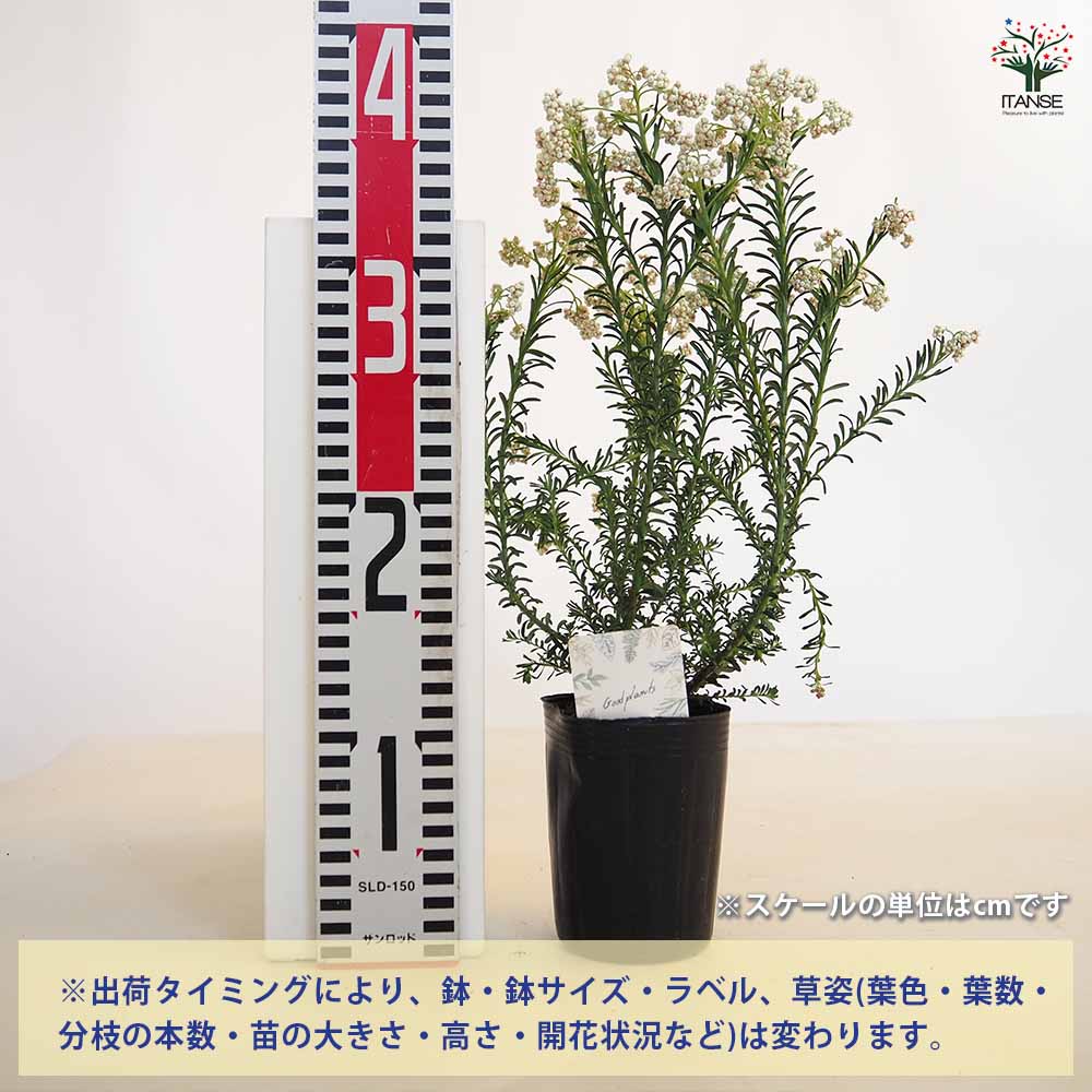 ライスフラワー スプリングホワイト 【花木苗 3号】｜ 【植物の