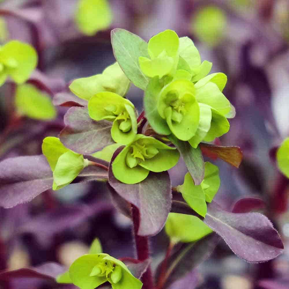 ユーフォルビア パープレア 【花木苗 3号】｜ 【植物のITANSE