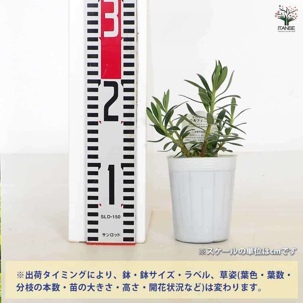 ユーフォルビア ウルフェニー 【花木苗 3号】｜ 【植物のITANSE