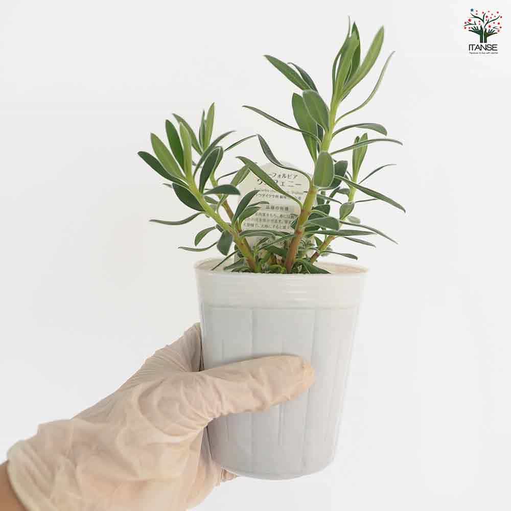 珍奇植物‼️ 実生 ユーフォルビア フィリフローラ 鉢のまま宅急便発送 isla del pescado - Euphorbia filiflora-魔女の簪