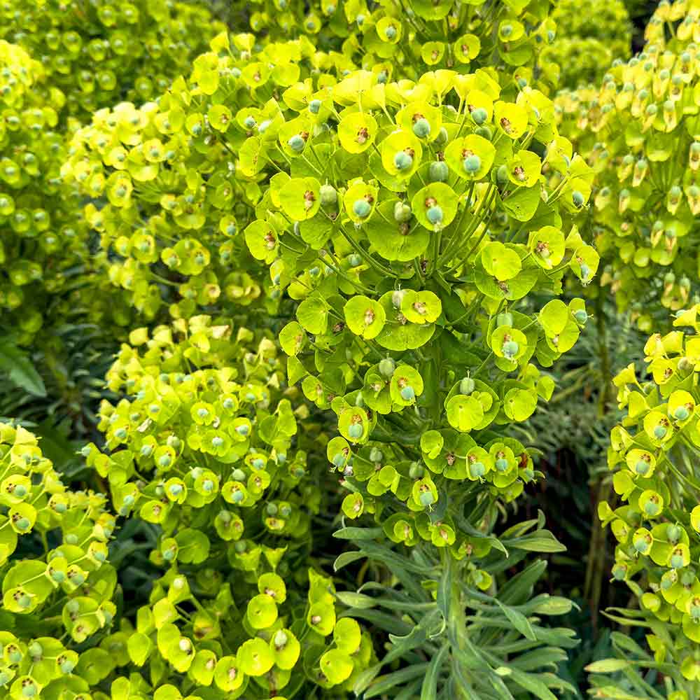 ユーフォルビア パルビキアソフォラ（ムカゴ 自家繁殖苗） ユーフォルビア パルビキアソフォラ（ムカゴ 自家繁殖苗