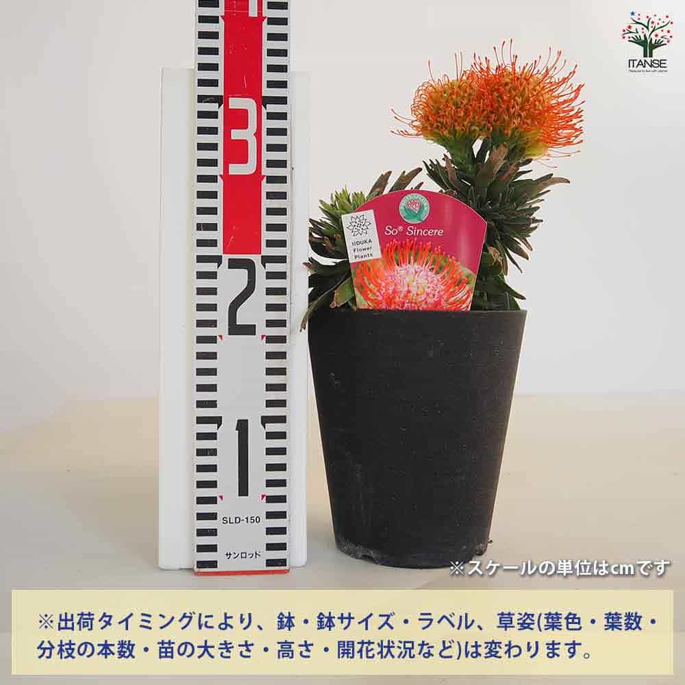 リューコスペルマム ソーシンシア 【花木苗 5号／1個売り