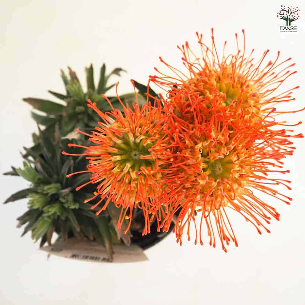 リューコスペルマム ソーシンシア 【花木苗 5号／1個売り】｜ 【植物の